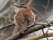 Carolina Wren