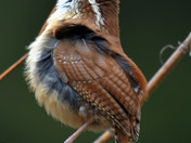 Carolina Wren