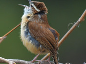 Carolina Wren