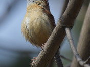 Carolina Wren