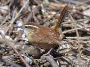 Carolina Wren