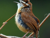 Carolina Wren