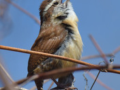 Carolina Wren