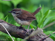 Carolina Wren