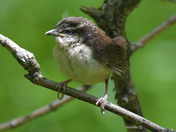 Carolina Wren