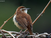 Carolina Wren
