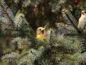 evening grosbeak