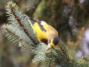 evening grosbeak