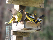 evening grosbeak