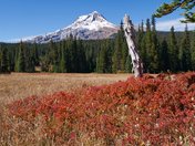 Mt. Hood National Forest