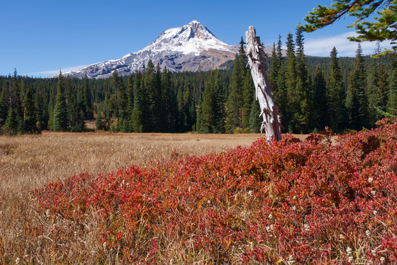 Mt. Hood National Forest