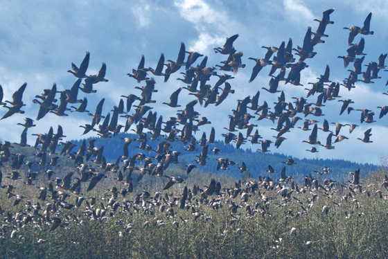 William L. Finley National Wildlife Refuge
