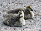 Baby geese