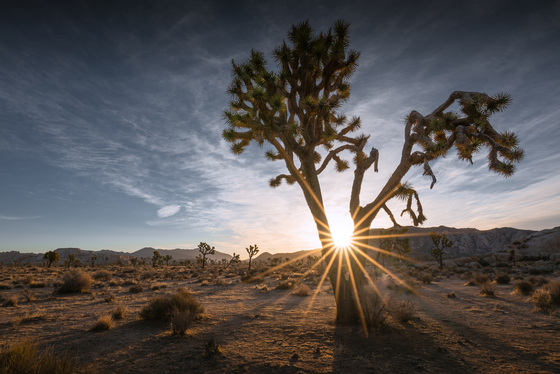 Joshua Tree National Park 
