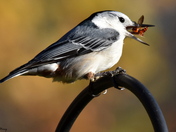 White Breasted Nuthatch