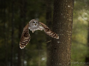 Hunting