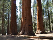 Sequoia and Kings Canyon National Park