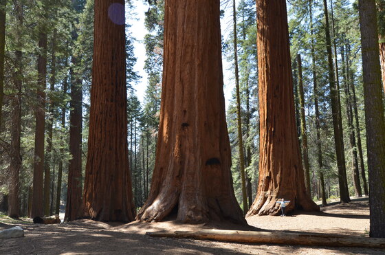 Sequoia and Kings Canyon National Park