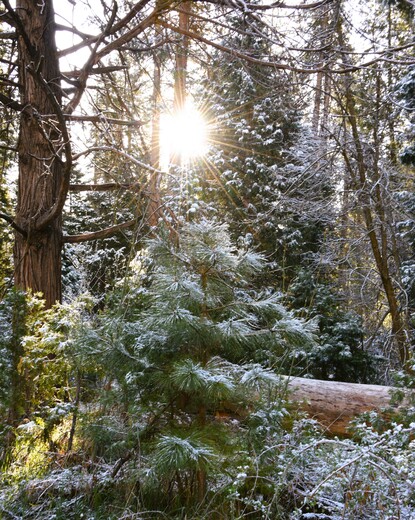 Yosemite National Park