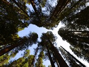 Sequoia National Park