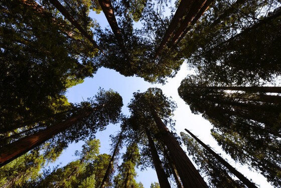 Sequoia National Park