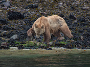 Blonde Grizzly Bear