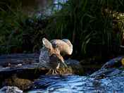 Black-crowned Night_Heron