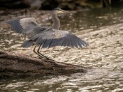 Show off