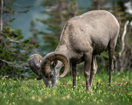 Glacier National Park