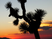Joshua Tree National Park