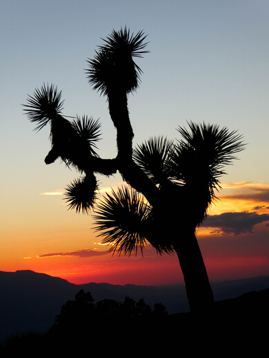 Joshua Tree National Park