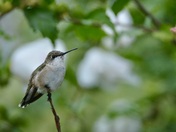 Hummingbird