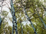 Roosevelt National Forest