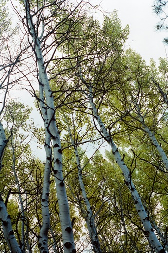Roosevelt National Forest