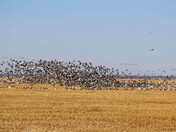 Migration Series