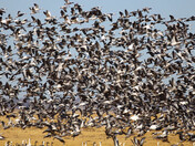 Migration