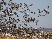 Migration