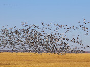 Migration