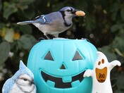 Blue Jay