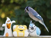 Blue Jay