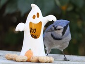 Blue Jay