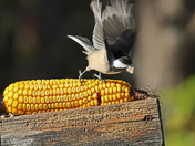 bird on the Cobe 