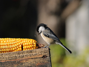 bird on the Cobe 