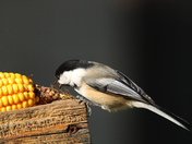 bird on the Cobe 