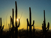Saguaro National Park