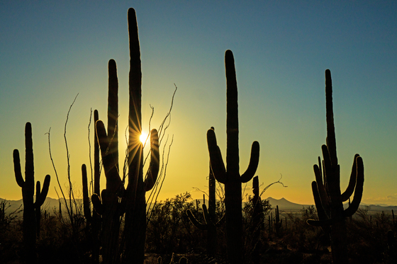 Saguaro National Park