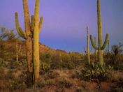 Saguaro National Park