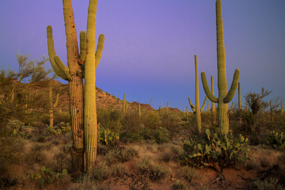 Saguaro National Park