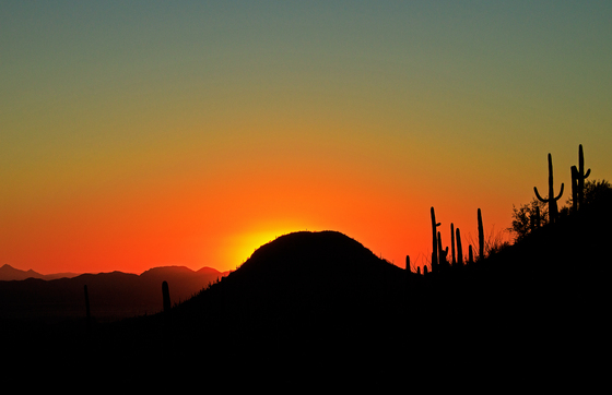 Saguaro National Park