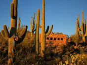 Saguaro National Park